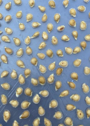 CRUSHED HEART Tomato - Organic Heirloom Seeds