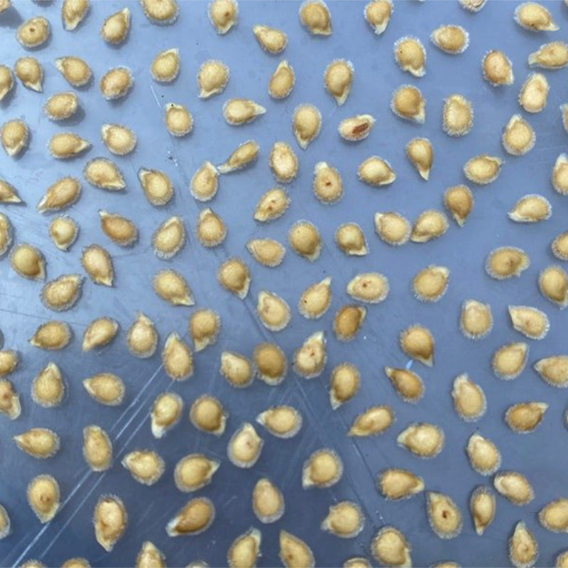 CRUSHED HEART Tomato - Organic Heirloom Seeds
