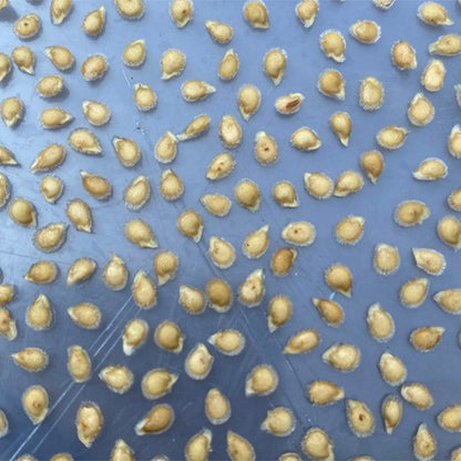 CRUSHED HEART Tomato - Organic Heirloom Seeds