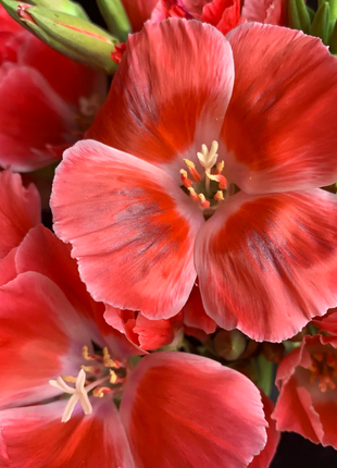 Clarkia amoena, Farewell-to-Spring
