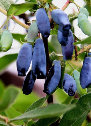 Egrow 50Pcs,100Pcs/Pack Lonicera Caerulea Fruit Seeds Home Garden Plants Honeyberry Blueberry Seeds