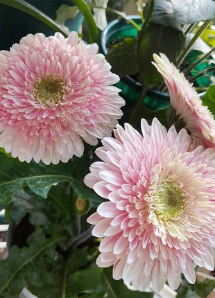 Mixed Gerbera Flower Seeds