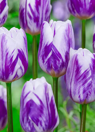 Bonsai Rare Color Tulip Seeds #19