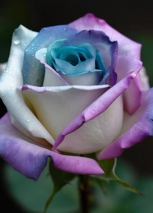 Rare Violet Rose Roses - Seeds