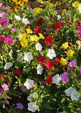 Marvel of Peru Four O' Clock Seeds | Garden Flower Broken Color Changing Transform Pink Rainbow Plant Leaf Seed 2022 Season Fast Shipping