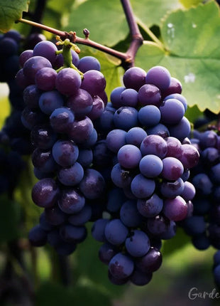 Giant Grape Tree Seeds: Thin-Skinned, Large, and Seedless 🍇🌿