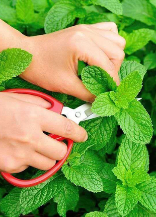 Potted Mint Seeds