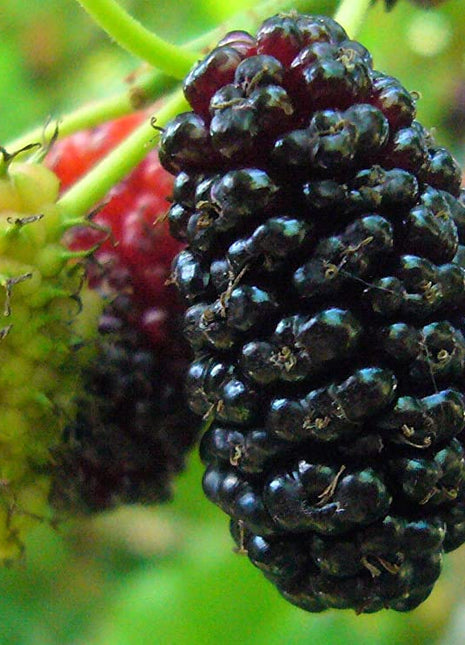 Stratified Raspberry Fruit Seeds