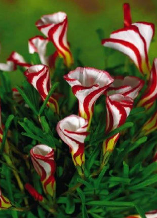 50Pcs Candy Cane Sorrel Oxalis Versicolor Seeds Garden Flowers
