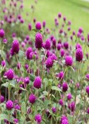 Purple Globe Amaranth Seeds, Gomphrena