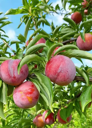 Dahongpao Plum Seeds