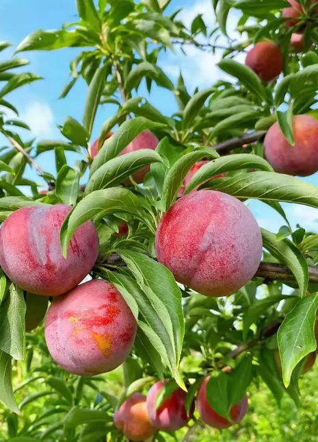 Dahongpao Plum Seeds