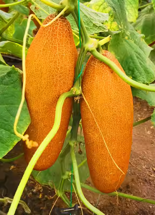 Old Cucumber Seeds