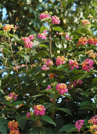 Egrow 30 Pcs/Pack Lantana Seeds Lantana Camara Tree Plan Flower Seeds Home Garden Seeds
