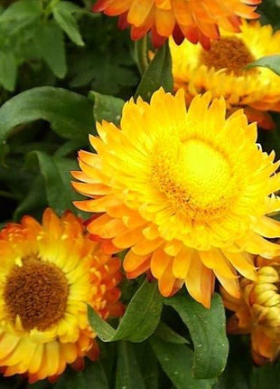 STRAWFLOWER SEEDS - GOLDEN YELLOW
