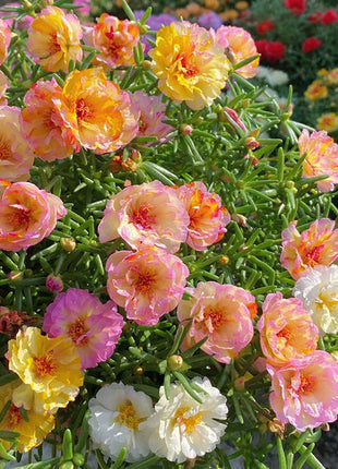 10000 Pcs Muti-color Double Petal Sun Flower Seeds