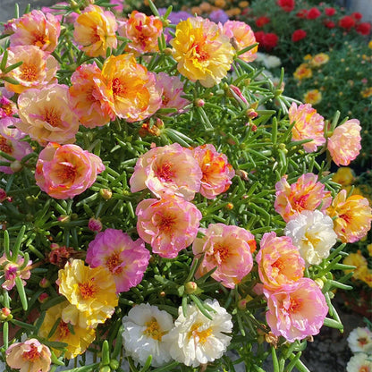 🌹Moss Rose—Immortal Flower
