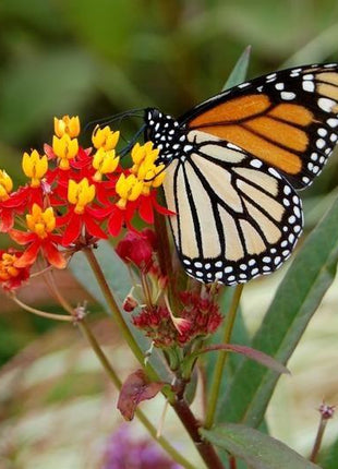 BLOODFLOWER / SUNSET FLOWER SEEDS