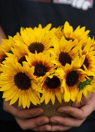 Sunflower Bonsai Flowering Machine, Glorious Years