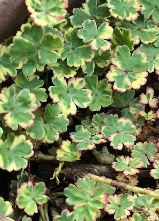 Coriander leaf 'Crystal Candy'