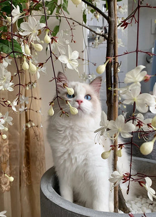 🌼Weeping Jasmine Seeds - White Jade Butterfly