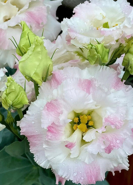 Eustoma-Ice cream Curls-Graceful Elegance in Every Petal