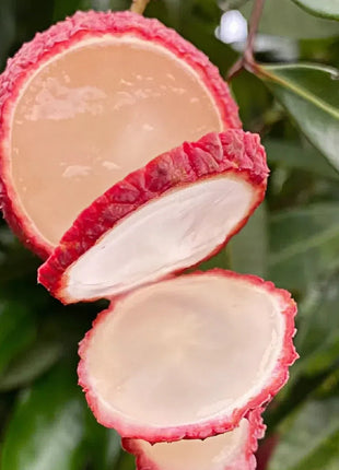 Seedless Lychee Sweetness Fruit