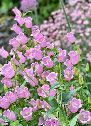 Bellflower Seeds/Canterbury Bells Seeds