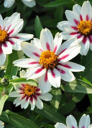 ZINNIA SEEDS - ZAHARA STARLIGHT ROSE