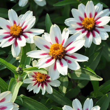 ZINNIA SEEDS - ZAHARA STARLIGHT ROSE