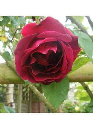 50pcs/Bag Climbing Rose Seeds