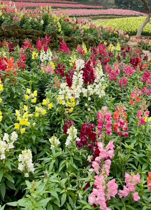 💐Double Snapdragon Mixed Color Seeds