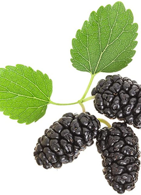 Stratified Raspberry Fruit Seeds