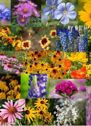 Midwest Wildflower Seed Mix