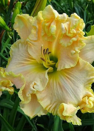 Daylily Hybrid Flowers Seed