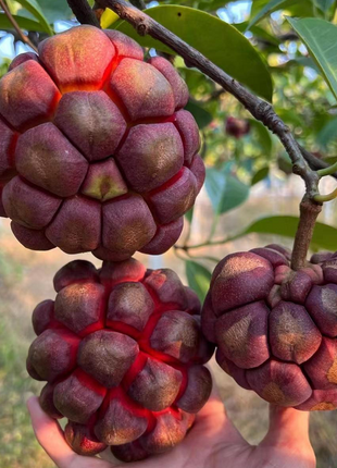 Black Tiger Seeds | Devil Fruit