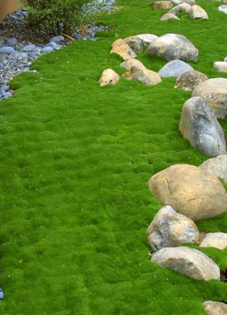 Irish Moss Sagina Subulata