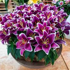 Carpet Border Lily