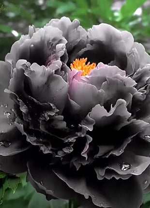 Black Beauty Peony Flower Seeds