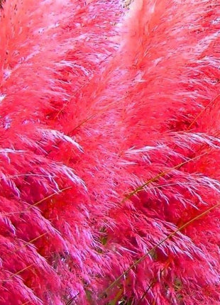 Mixed Pampas Grass Ornamental Seeds