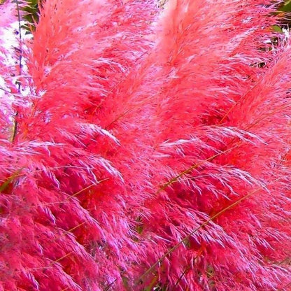 Mixed Pampas Grass Ornamental Seeds