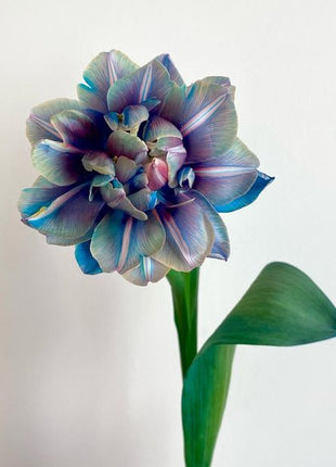 Tulipany Double Bubble