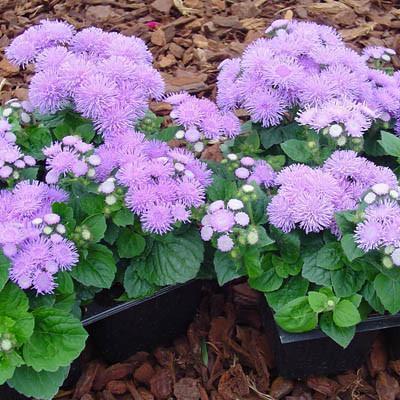 Ageratum Aloha Blue F1