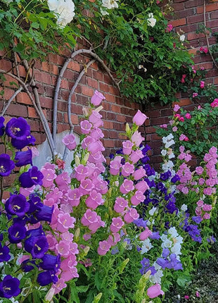 Bellflower Seeds/Canterbury Bells Seeds