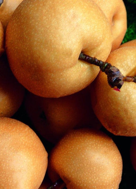 Egrow 10Pcs/Bag Pear Seeds Yellow Chinese Pear Tree Bonsai Seeds Sweet Delicious Exotic Fruit Seeds