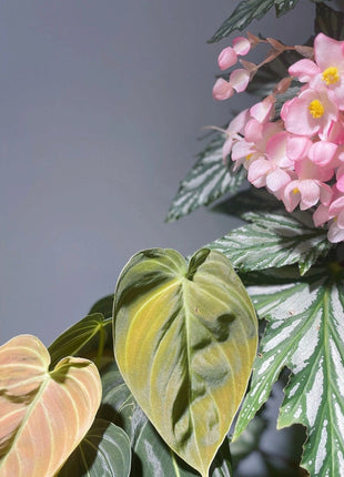 Begonia Aconitifolia