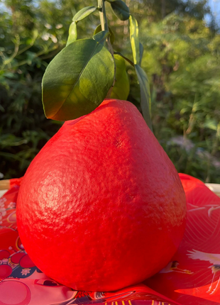 Perfume Red Pomelos Seeds