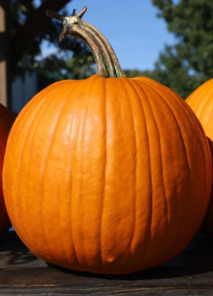 Pumpkin Bellatrix F1