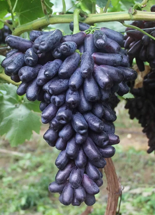 Sweet Sapphire Grape Seeds