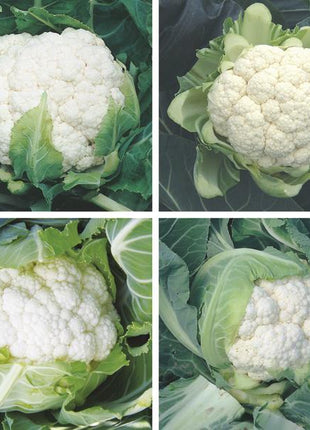 Cauliflower Absolute F1